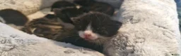 Mixed Breed cats for sale: 7 beauiful kittens looking for a forever home - Advert 12