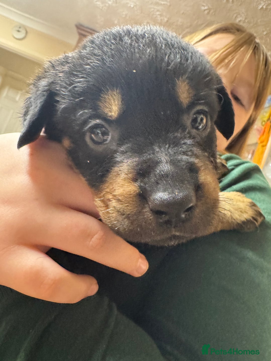 Rottweiler dogs for sale: 7 Rottweiler puppies available to loving homes - Advert 2