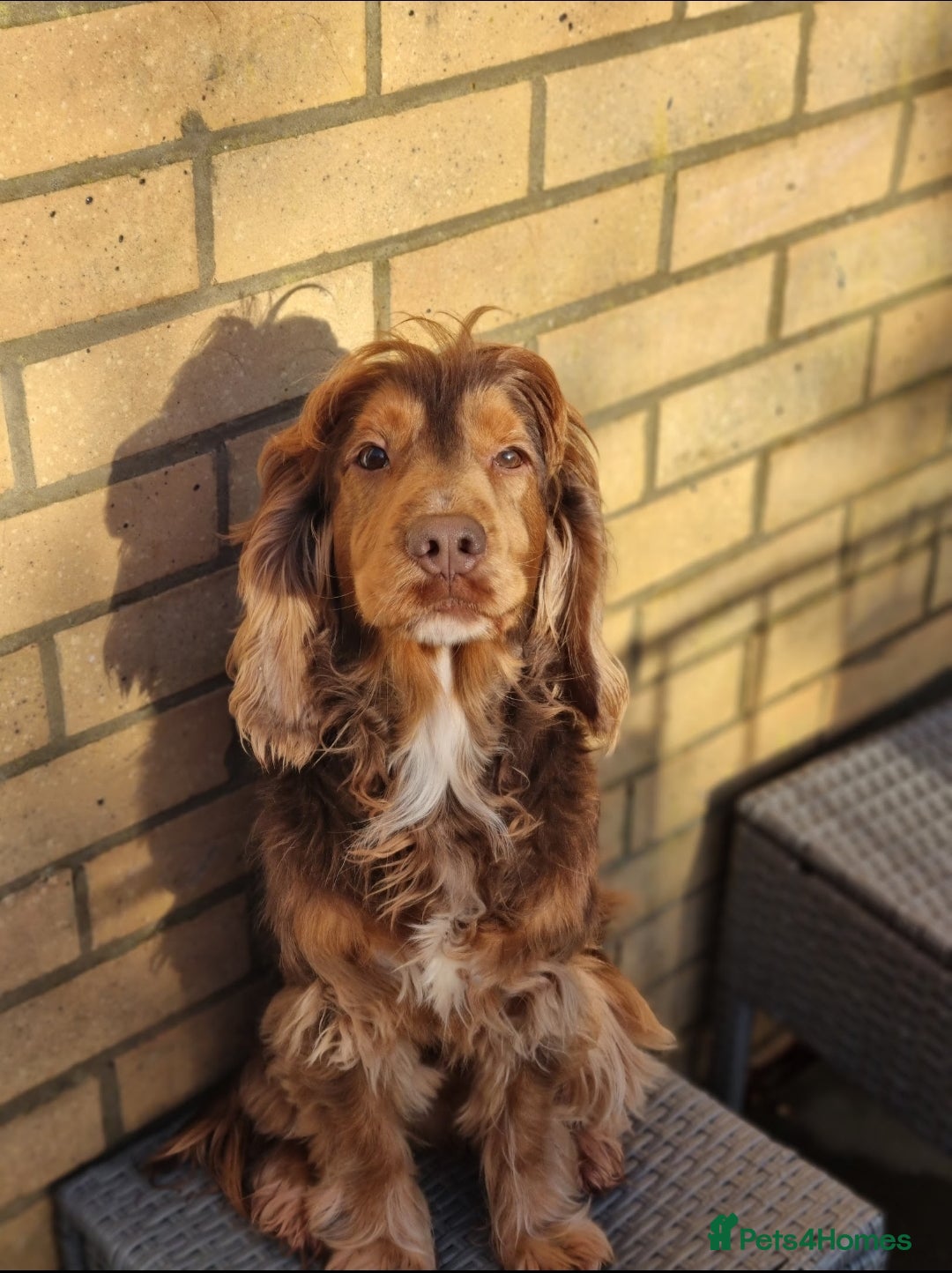 Cocker Spaniel dogs for stud: KC Choc Sable Cocker Spaniel  in Buckingham - Advert 5