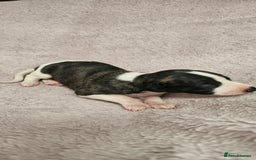 Whippet dogs for sale: KC HEART AND HEALTH TESTED WHIPPETS - Image 22