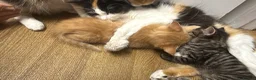 Mixed Breed cats for sale: Two sets of litter  in Cambridge - Advert 9