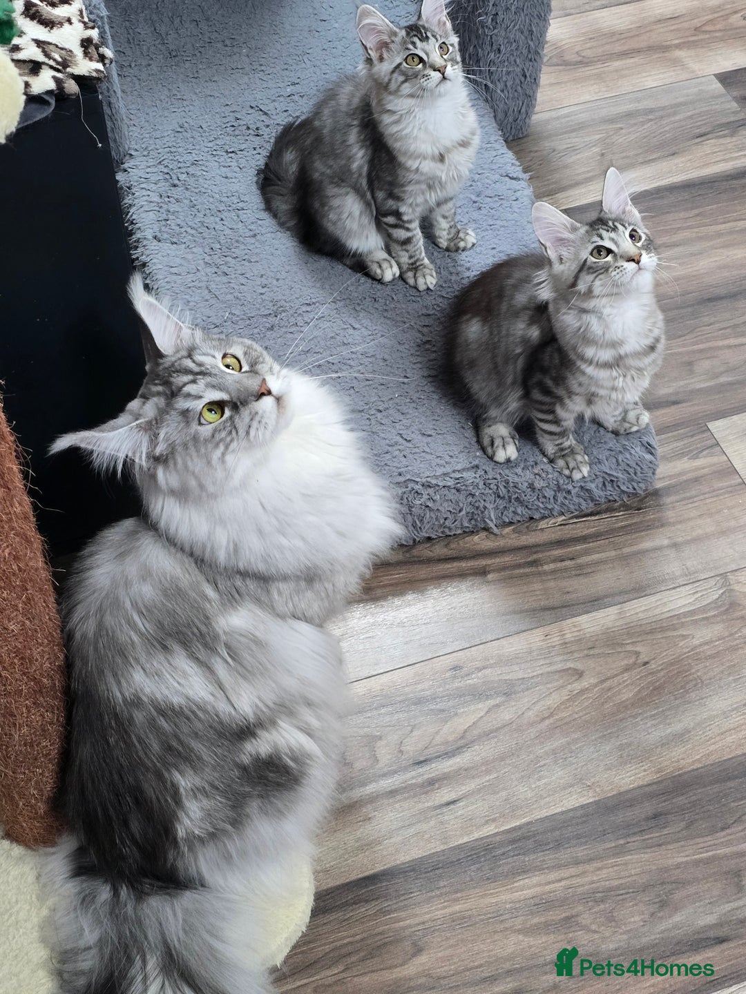 Maine Coon cats for sale: Large pedigree Tica Maine coon kittens READY  - Image 22