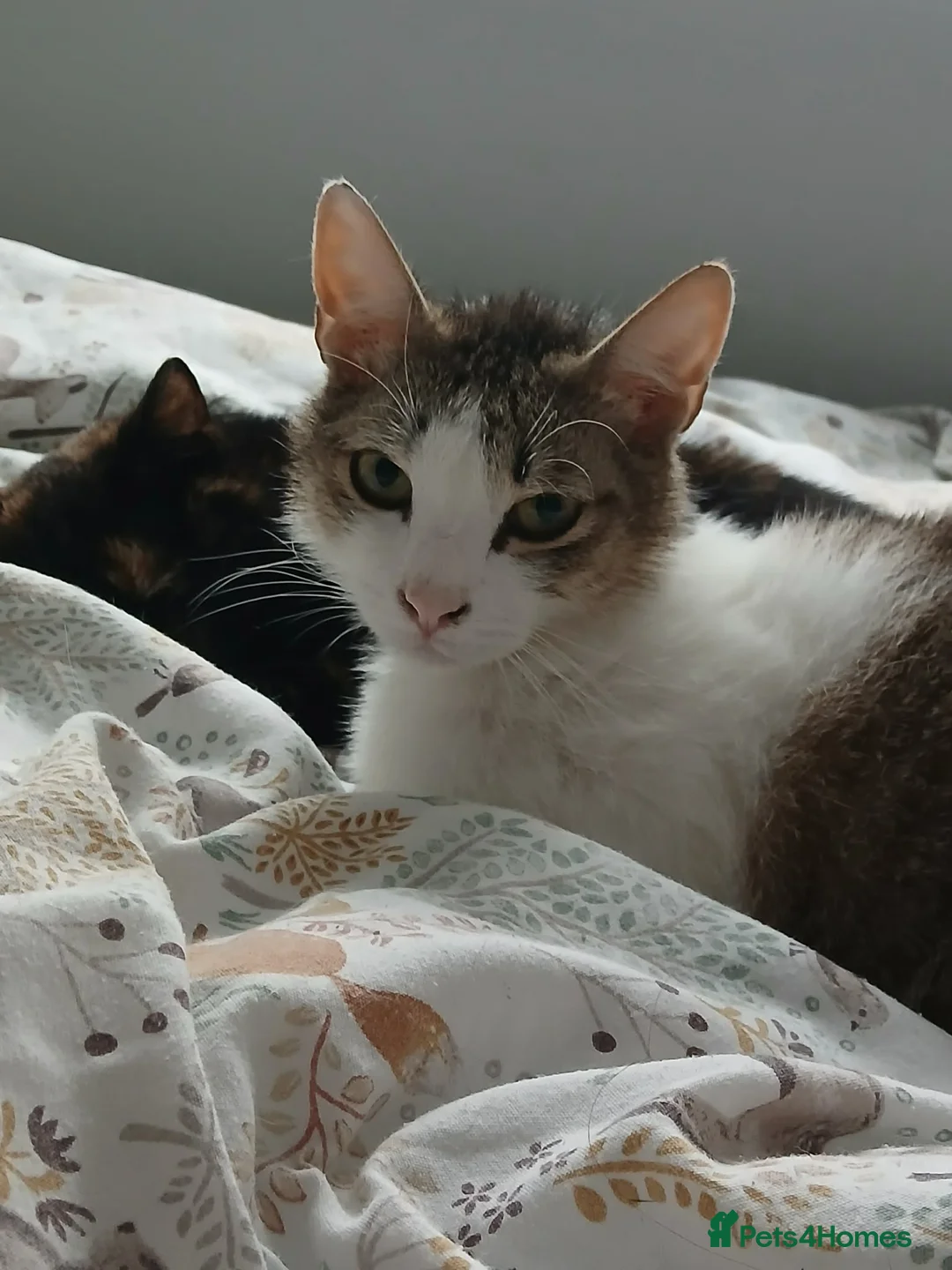 Mixed Breed cats for adoption: Galaxy for adoption in Waterlooville - Advert 2