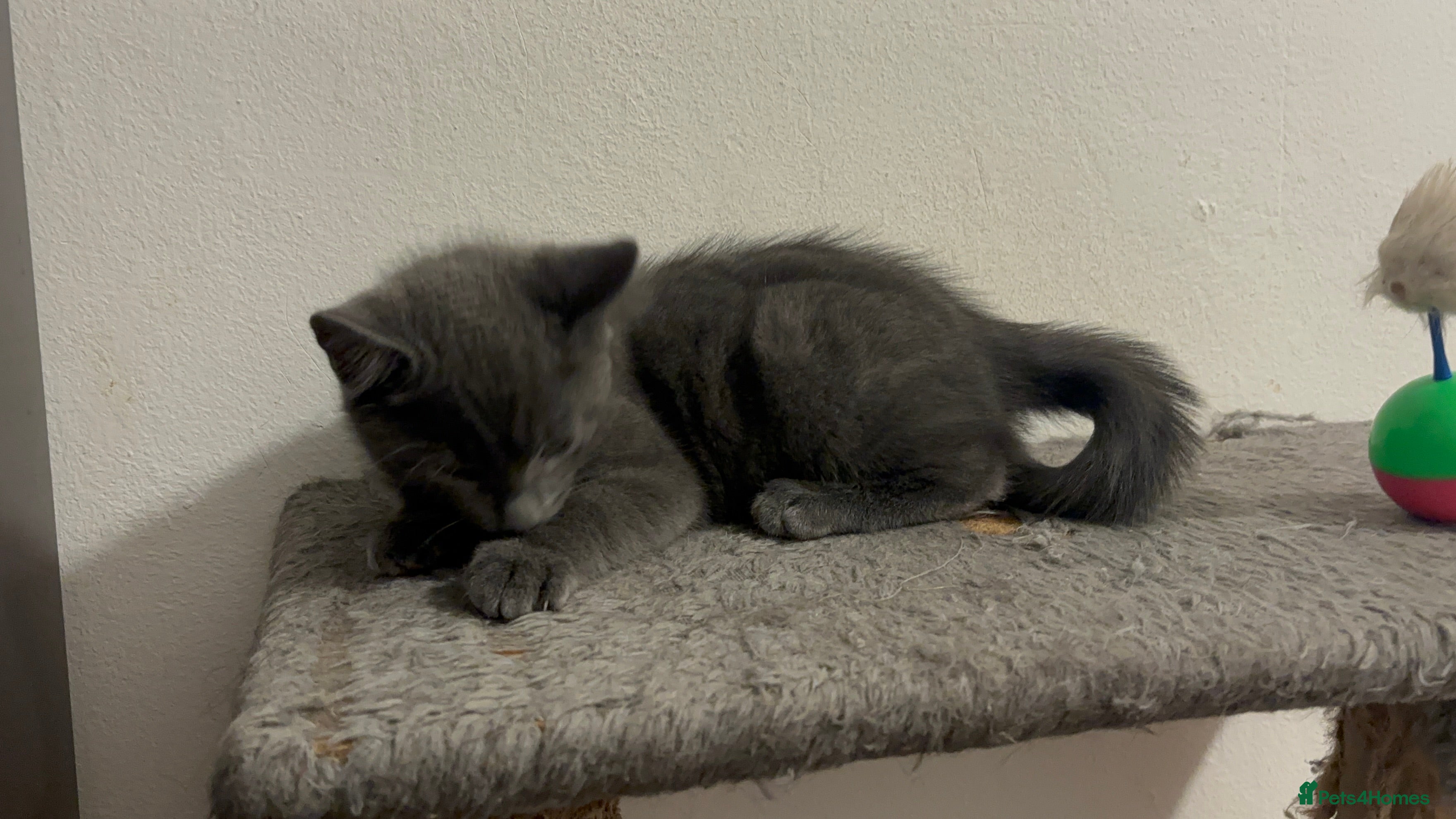 Mixed Breed cats 4 gorgeous kittens available now  - Advert 15