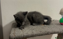 Mixed Breed cats for sale: 4 gorgeous kittens available now  - Image 4