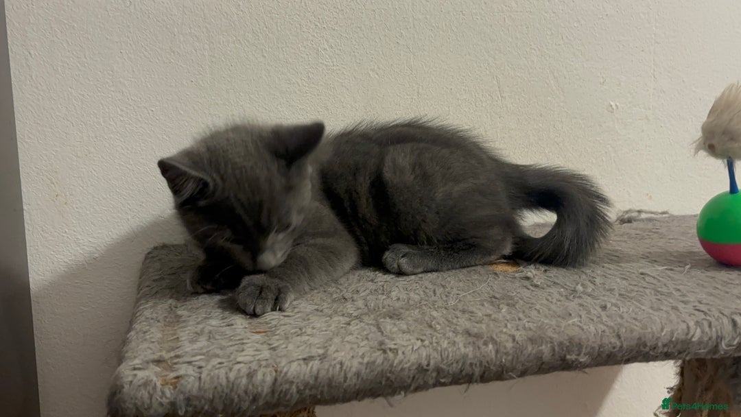 Mixed Breed cats for sale: 4 gorgeous kittens available now  - Image 4
