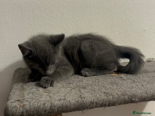 Mixed Breed cats 4 gorgeous kittens available now - Advert 15