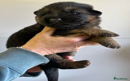 German Shepherd dogs for sale: Litter of puppies with a World Class Pedigree  - Advert 20