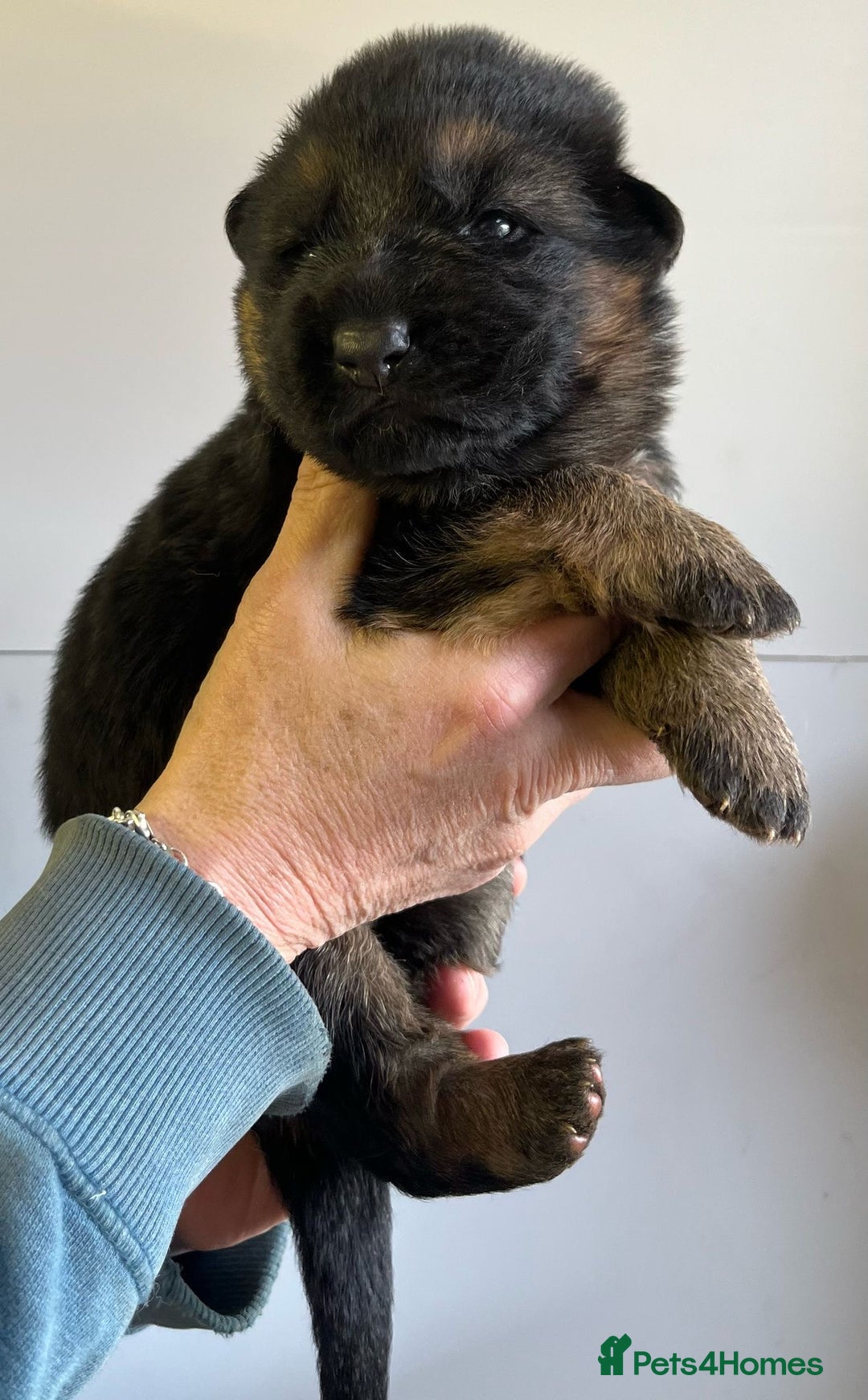 German Shepherd dogs for sale: Litter of puppies with a World Class Pedigree  - Advert 20