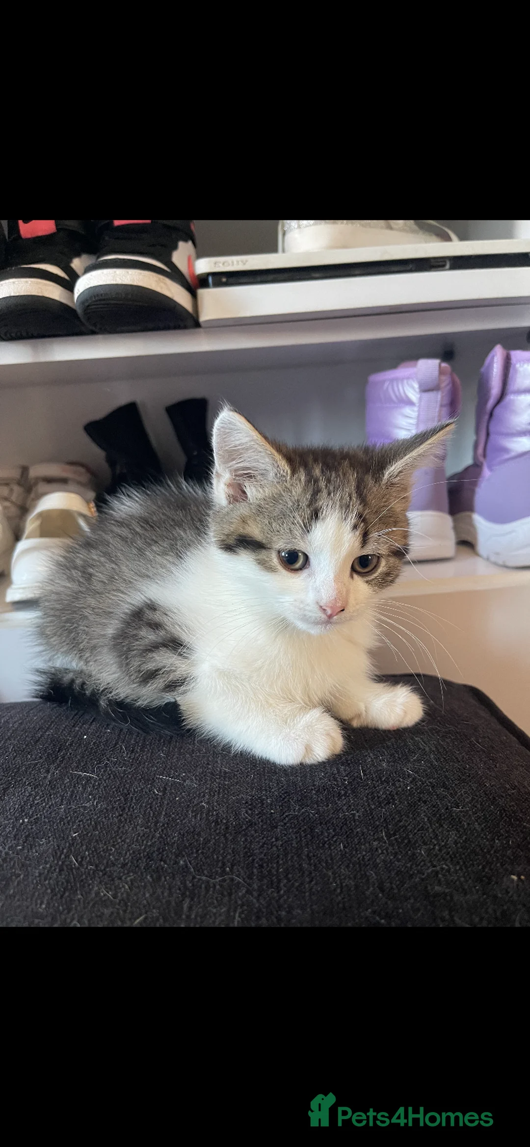 Mixed Breed cats for sale: 3 beautiful kittens. - Advert 2