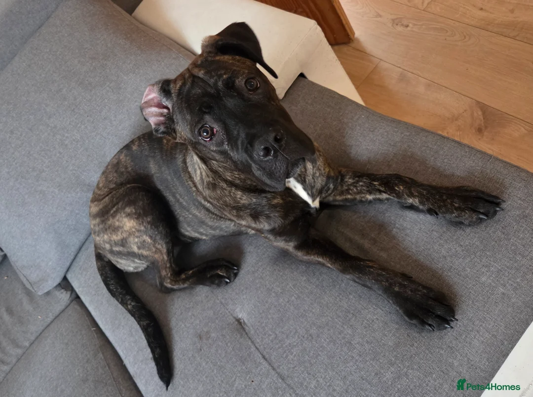 Cane Corso dogs for sale: Cane Corso Lola - Advert 3