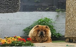 Chow Chow dogs for sale: Tyson - Advert 3