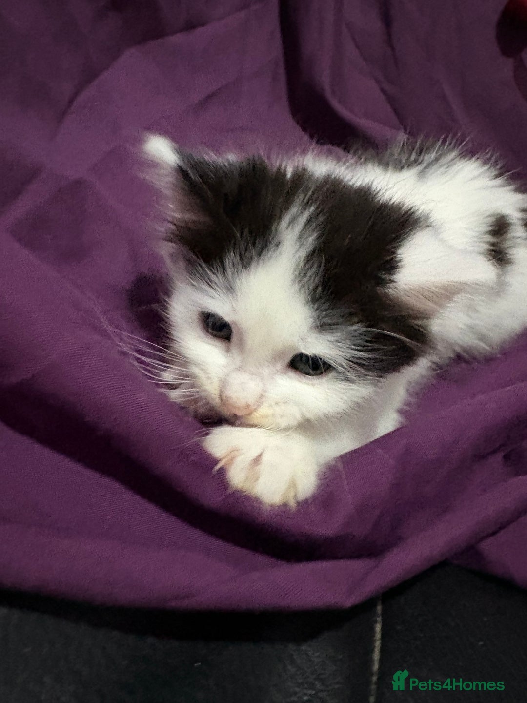 Mixed Breed cats for sale: Beautiful kittens - Advert 5