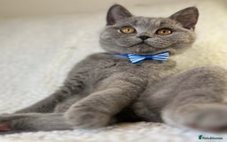 British Shorthair cats for sale: Adorable British Shorthair Kittens — READY TO GO! - Advert 17