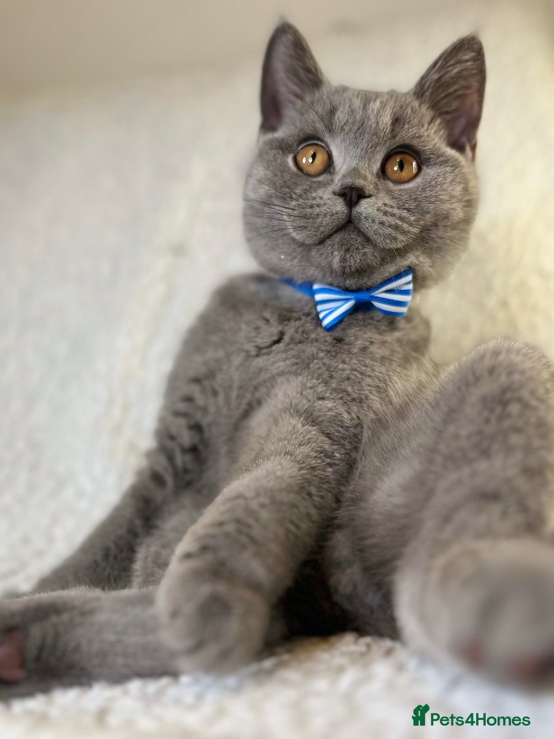 British Shorthair cats for sale: Adorable British Shorthair Kittens — READY TO GO! - Advert 17
