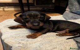 Dachshund dogs for sale: Dachshund Puppies  - Image 9