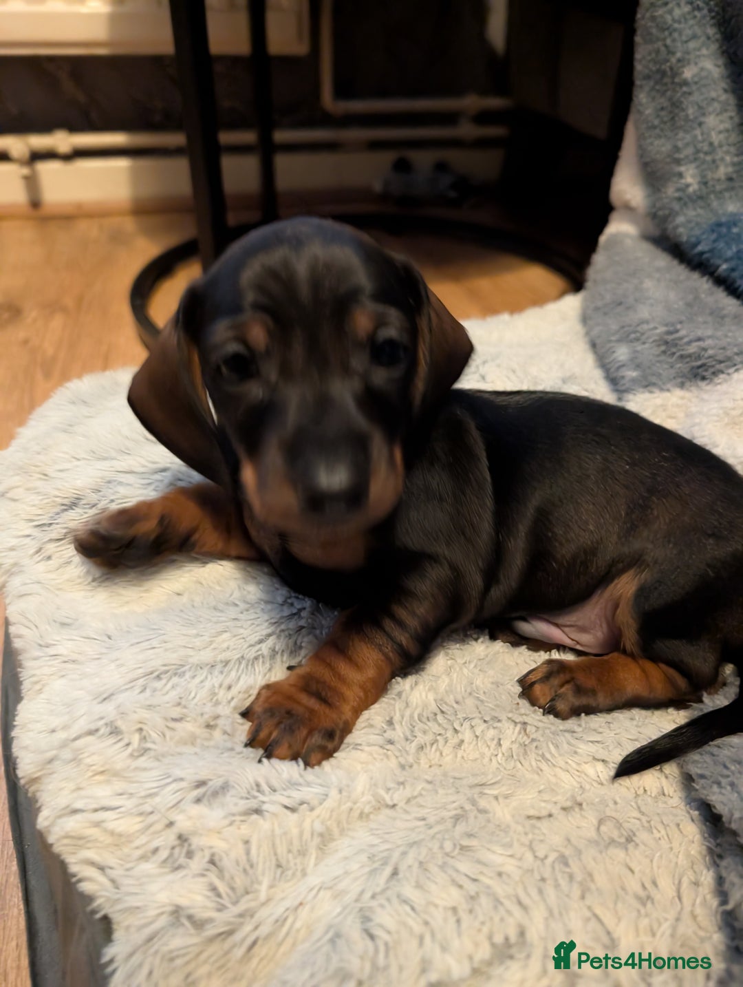 Dachshund dogs for sale: Dachshund Puppies  - Image 9