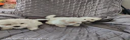 Maltese dogs for sale: Pure❤️ Maltese❤️puppies❤️  - Advert 9