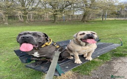 Cane Corso dogs for sale: cane corso pups - Image 14