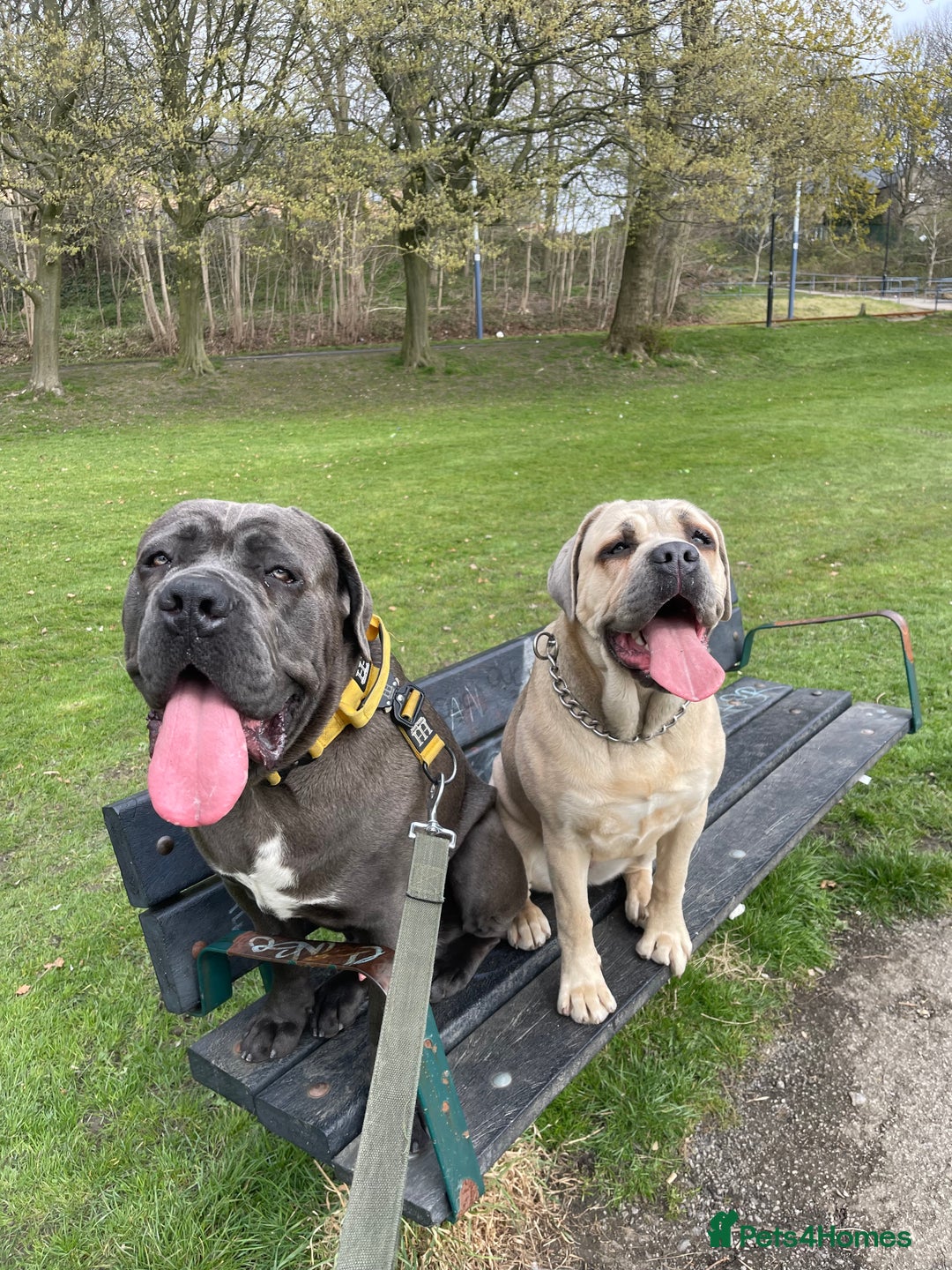 Cane Corso dogs for sale: cane corso pups - Image 14