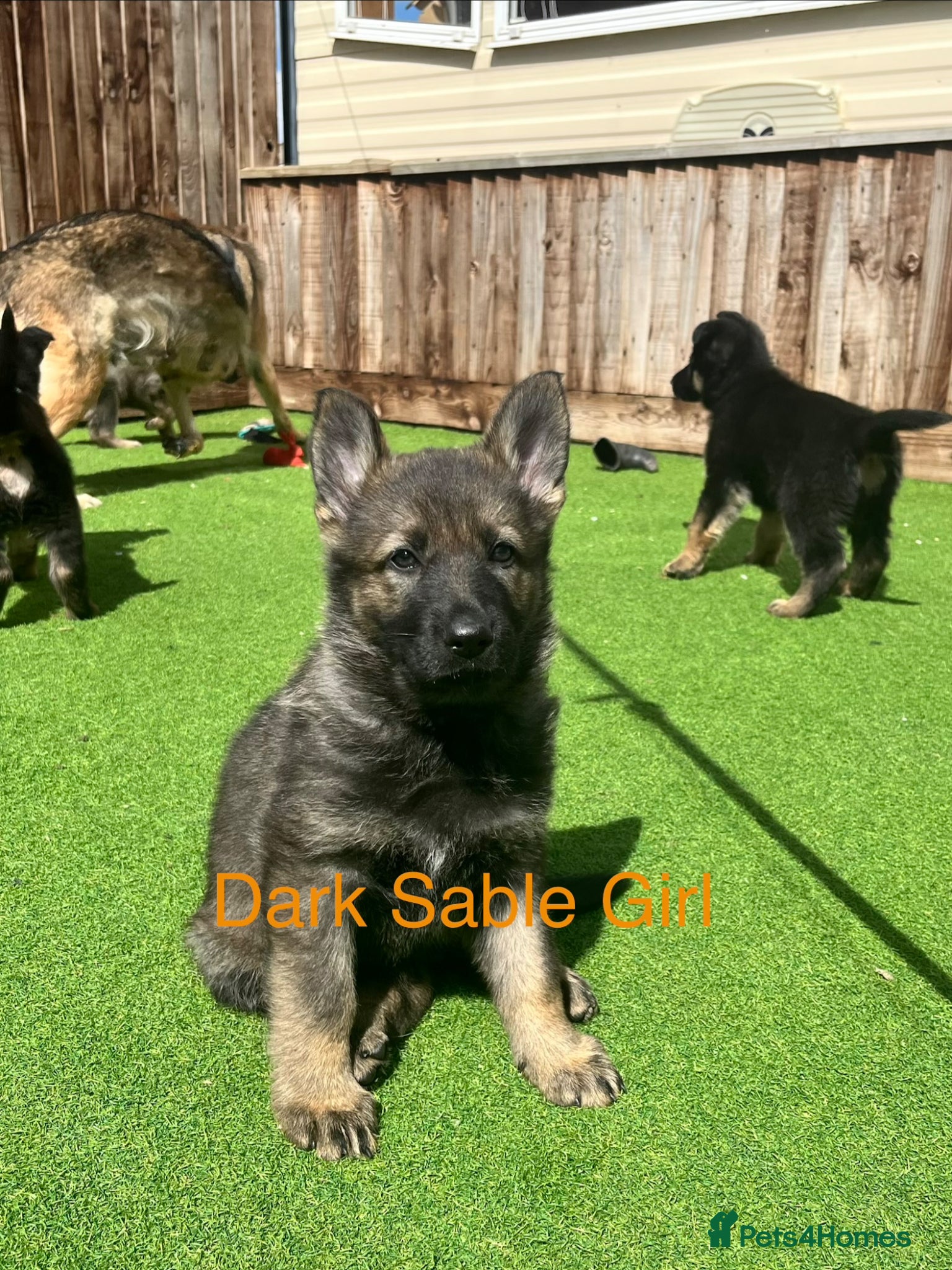 German Shepherd dogs Gorgeous German Shepherd puppies, 8 wks 17th May❤️ - Advert 12