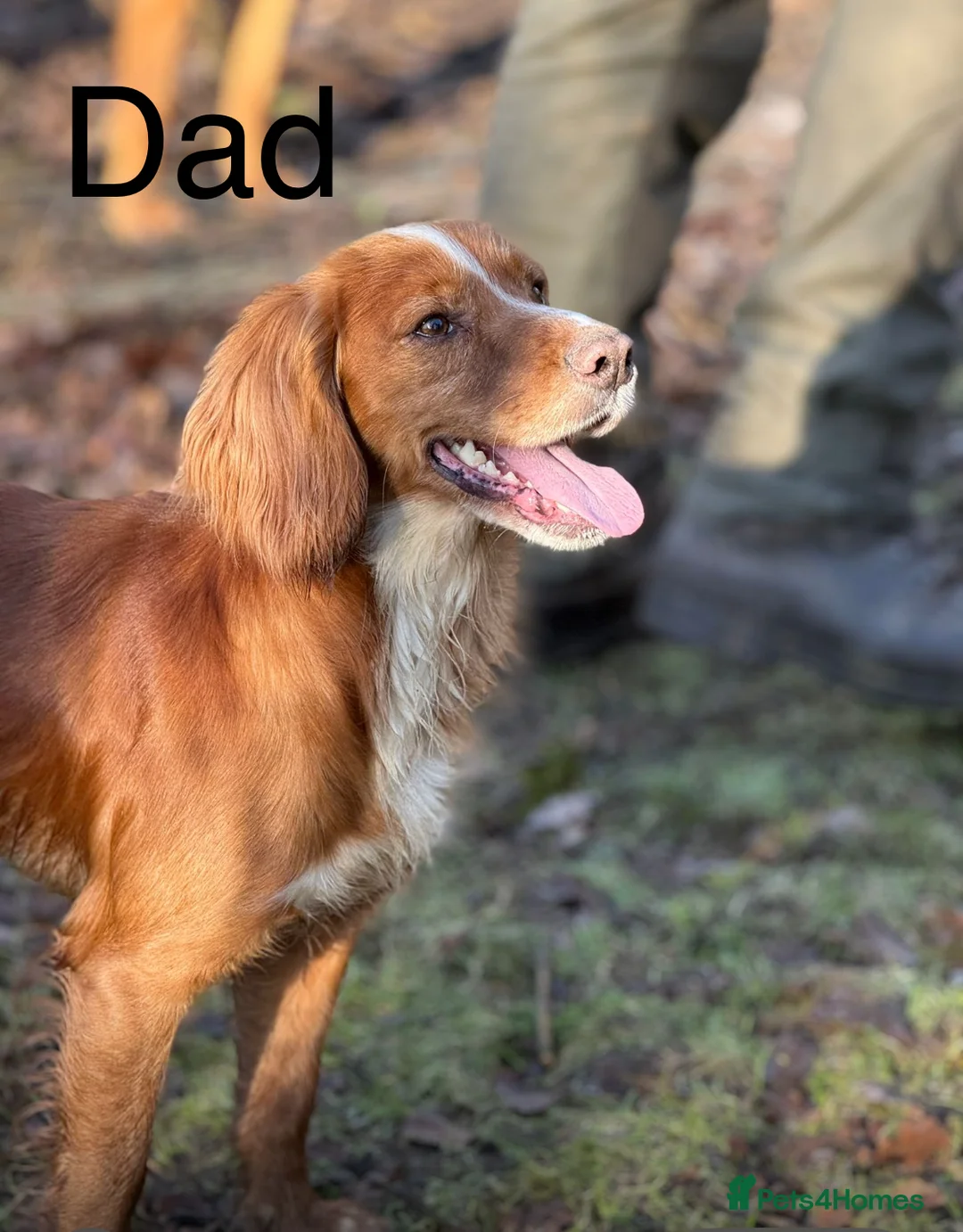 Cocker Spaniel dogs for sale: Working cocker pups due,  ready for spring - Advert 2