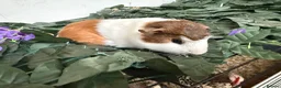 Guinea Pig rodents for sale: guinea pigs mixed sexes/ breeds  - Advert 2
