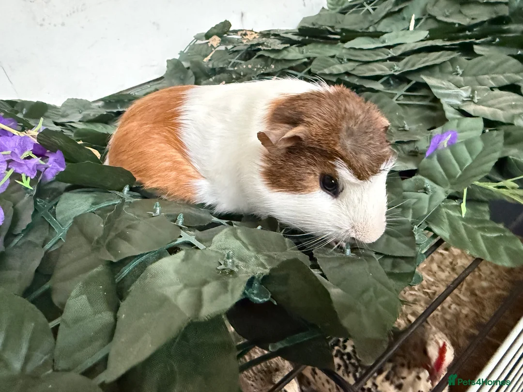 Guinea Pig rodents for sale: guinea pigs mixed sexes/ breeds  - Advert 2