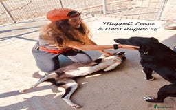 Mixed Breed dogs for adoption: Muppet, 18 months. Available for adoption. - Image 5