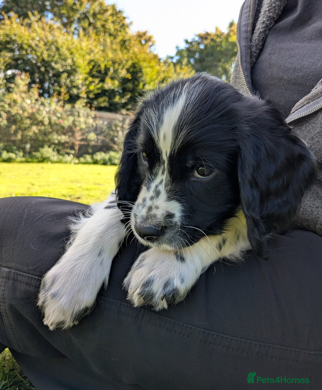 English Springer Spaniel dogs for sale: Speckled boy,playful & kind natured,HEALTH TESTED - Image 2