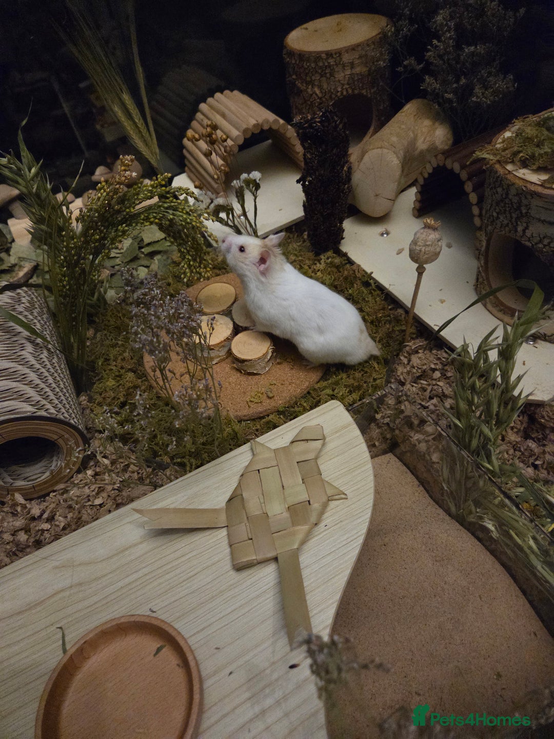 Hamster rodents for sale: Hamster for adoption  - Advert 2