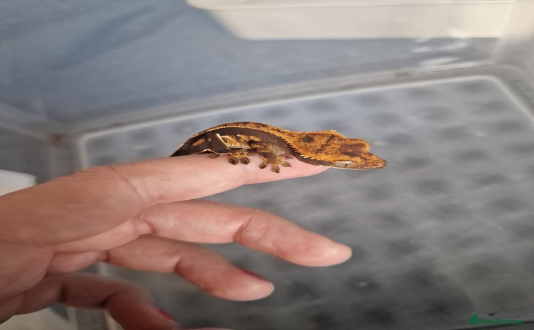Gecko reptiles - Advert 1