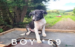 Border Collie dogs for sale: Last boy left! Beautiful farm-bred collie pups - Image 14