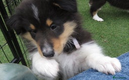 Rough Collie dogs for sale: Stunning Rough Collie boys, DNA clear non carriers - Image 15