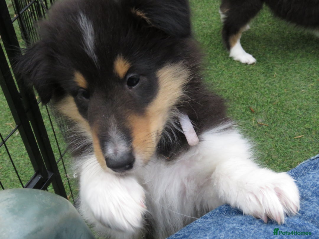 Rough Collie dogs for sale: Stunning Rough Collie boys, DNA clear non carriers - Image 15