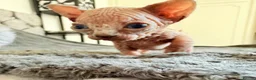 Sphynx cats for sale: TICA REGISTERED Sphynx Kittens for Sale - Advert 31