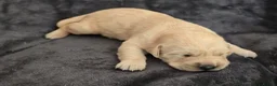 Goldador dogs for sale: 🐾 Beautiful Goldador Puppies Raised with Love 🐶 in Coventry - Advert 19