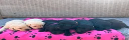 Labrador Retriever dogs for sale: Exquisite KC FTCH Labrador Puppies - Advert 10