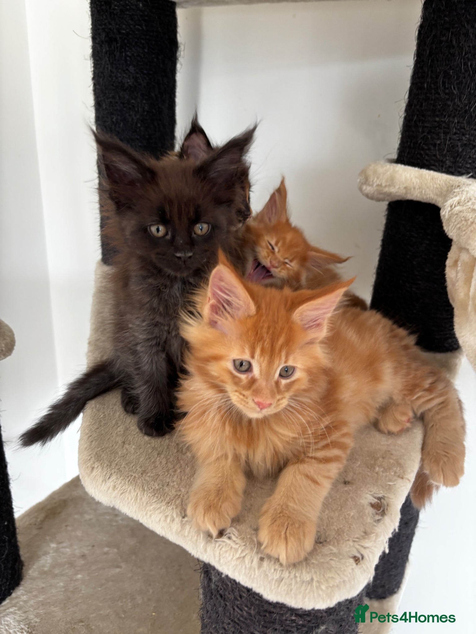 Maine Coon cats 7 adorable Pure Bred Mainecoon - Advert 2