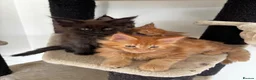 Maine Coon cats for sale: 7 adorable Pure Bred Mainecoon - Advert 2