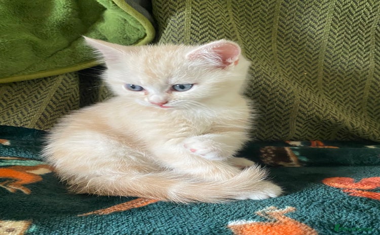 Mixed Breed cats - Advert 7