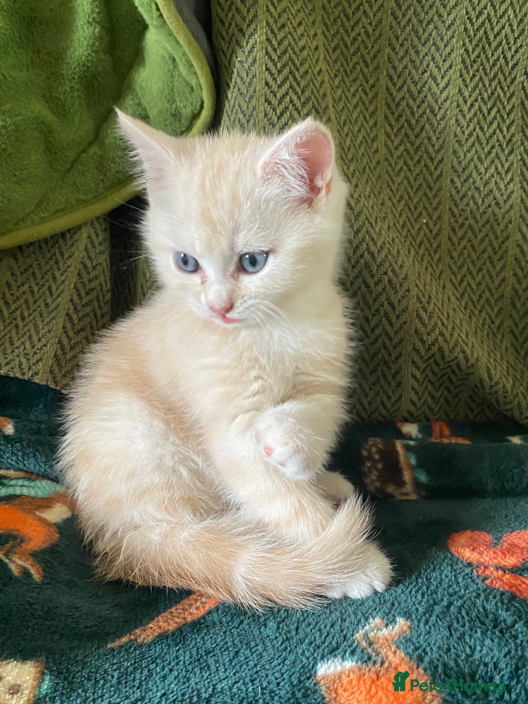 Mixed Breed cats for sale: Silver tabby and cream chinchilla kittens - Image 1