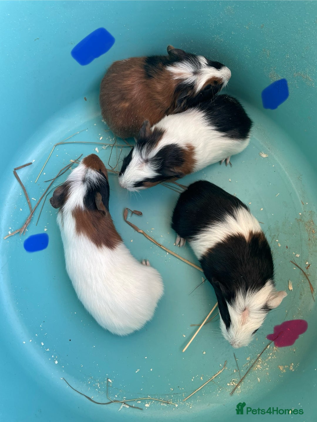 Guinea Pig rodents for sale: Baby crested Guinea Pigs.  - Advert 5