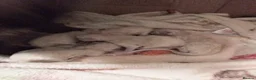 Ragdoll cats for sale: 😸😸😸Pure Ragdoll kittens 😸😸😸 - Advert 4