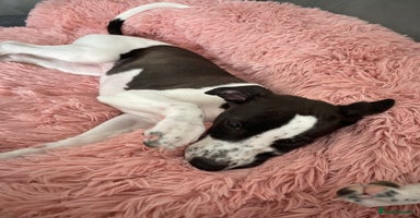 Whippet dogs - Advert 8