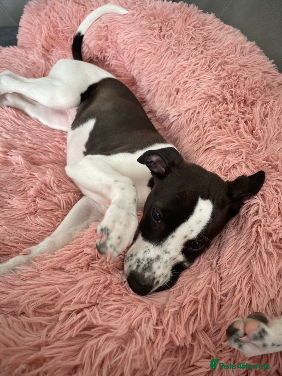 Whippet dogs for sale: KC Registered Whippet Puppies - Image 3