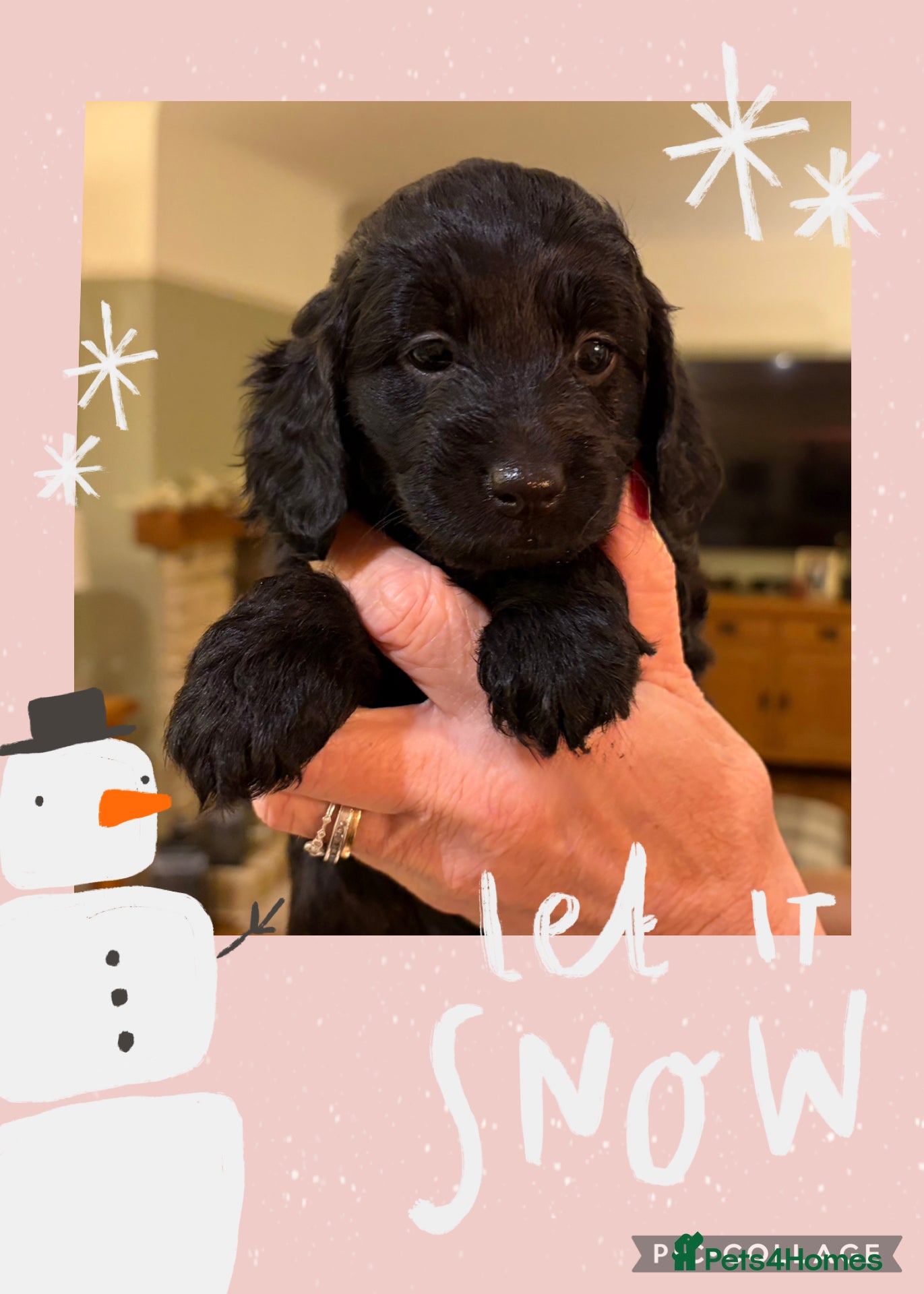 Cockapoo dogs STUNNING F2 COCKAPOO LOOKING FOR HER FOREVER 🏡🐶 - Advert 2