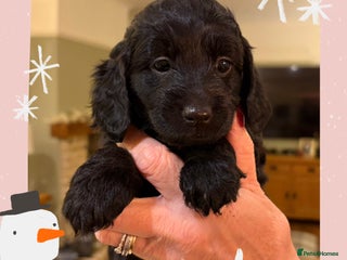 Cockapoo dogs STUNNING F2 COCKAPOO LOOKING FOR HER FOREVER 🏡🐶 - Advert 13