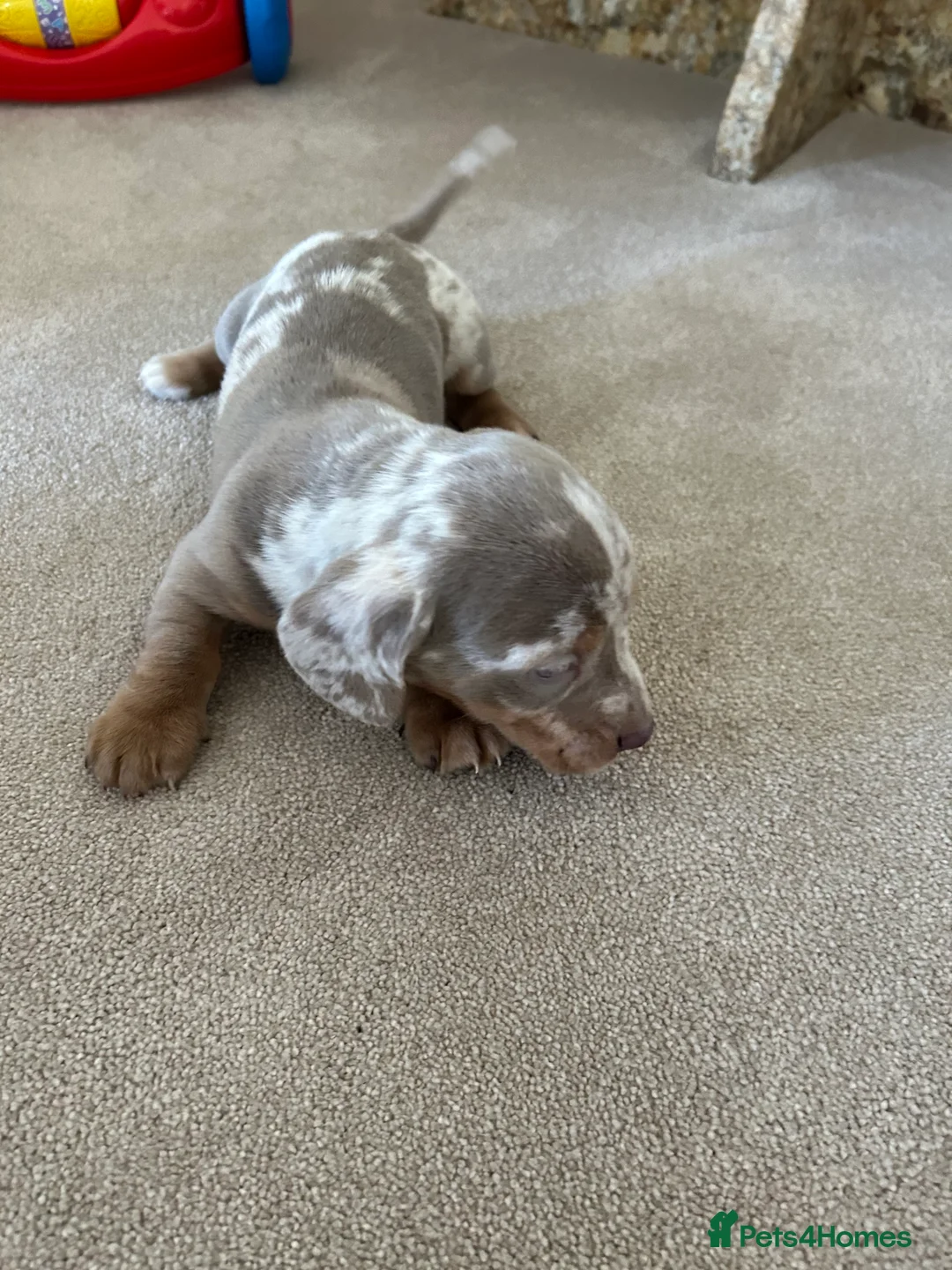 Dachshund dogs for sale: dachshund puppy’s  - Advert 2