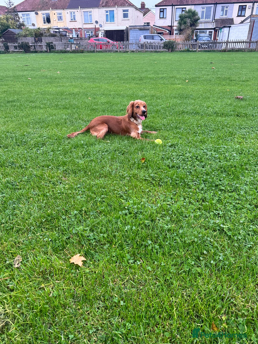 Cocker Spaniel dogs for sale: Male Cocker spaniel  - Advert 2